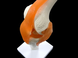 4靭帯付き膝関節模型