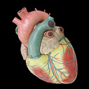 セミナー・講演用　心臓３倍　拡大模型
